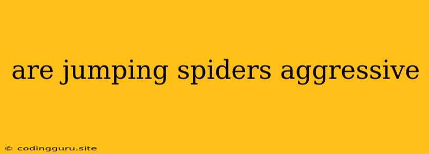 Are Jumping Spiders Aggressive