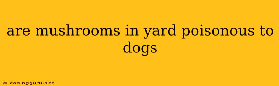 Are Mushrooms In Yard Poisonous To Dogs