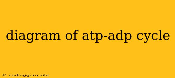 Diagram Of Atp-adp Cycle