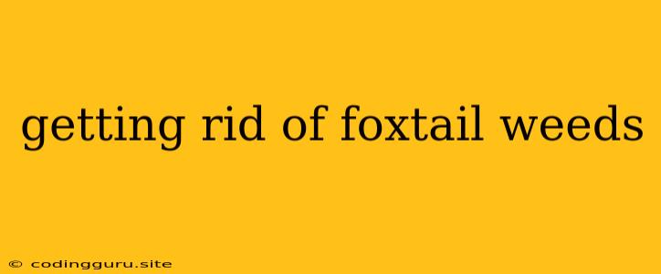 Getting Rid Of Foxtail Weeds