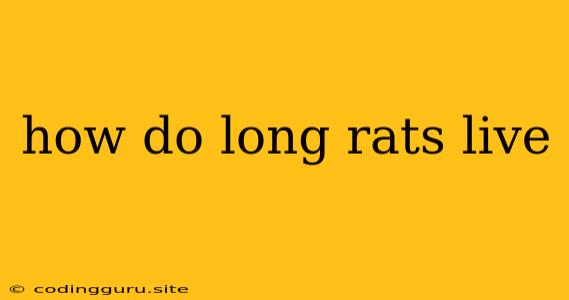 How Do Long Rats Live