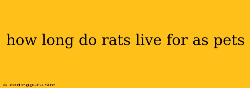 How Long Do Rats Live For As Pets