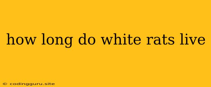 How Long Do White Rats Live