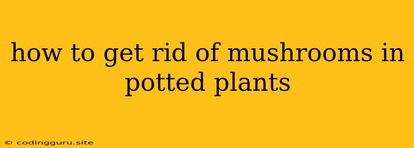 How To Get Rid Of Mushrooms In Potted Plants