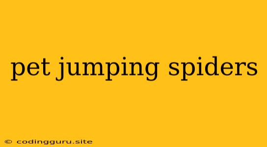 Pet Jumping Spiders