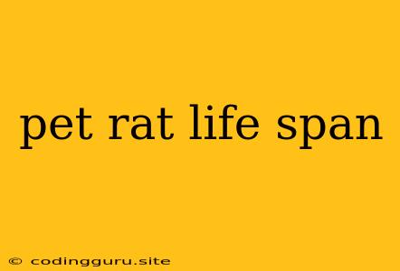 Pet Rat Life Span