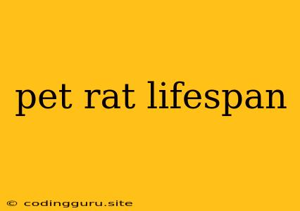 Pet Rat Lifespan