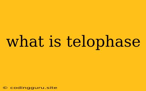 What Is Telophase