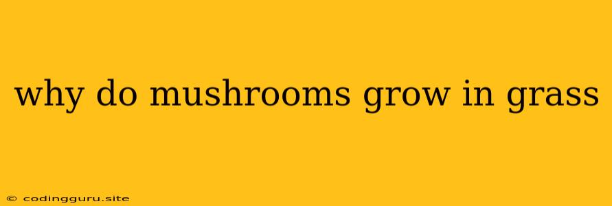 Why Do Mushrooms Grow In Grass