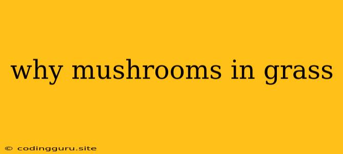 Why Mushrooms In Grass